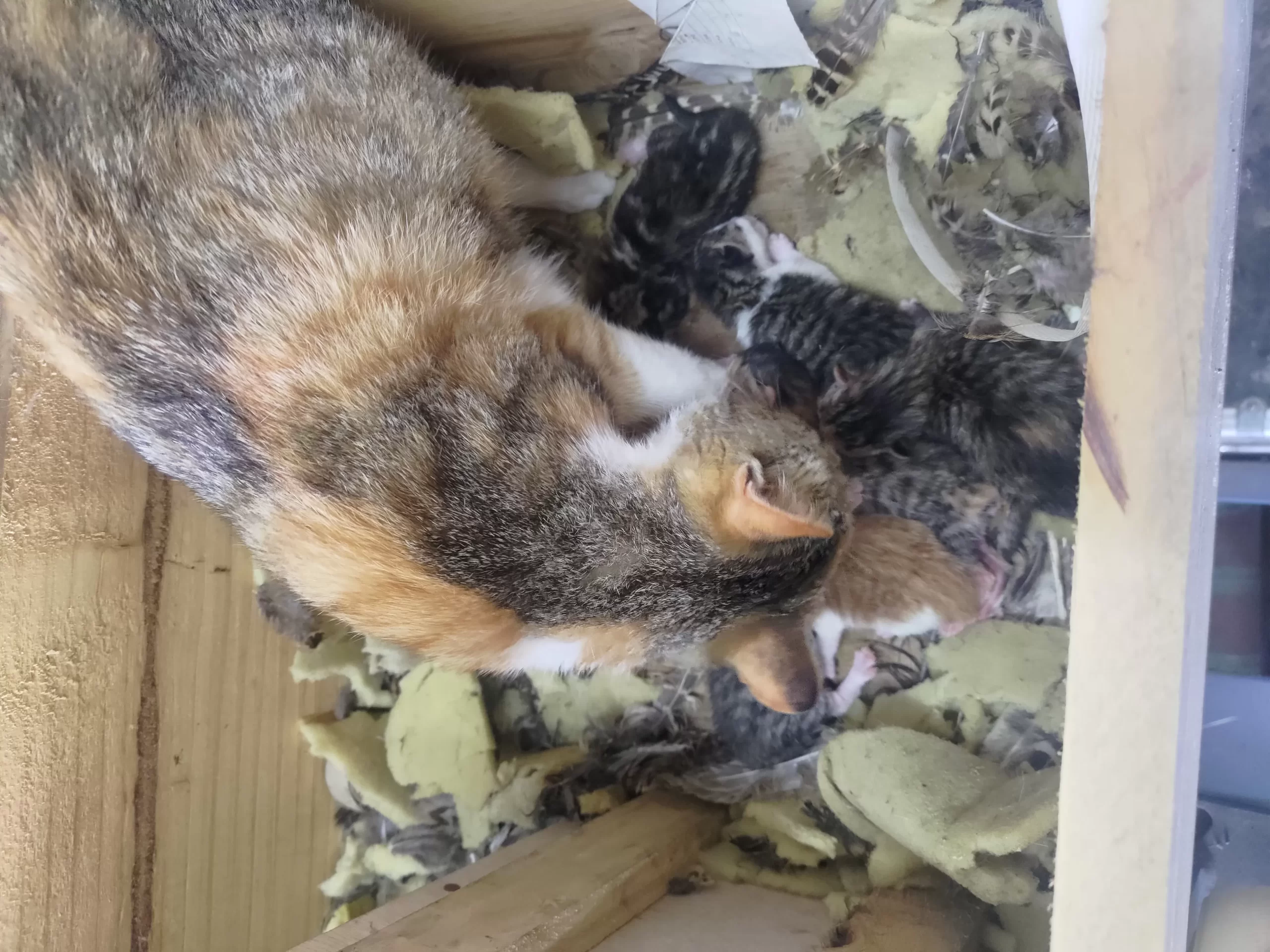 单位的三花猫