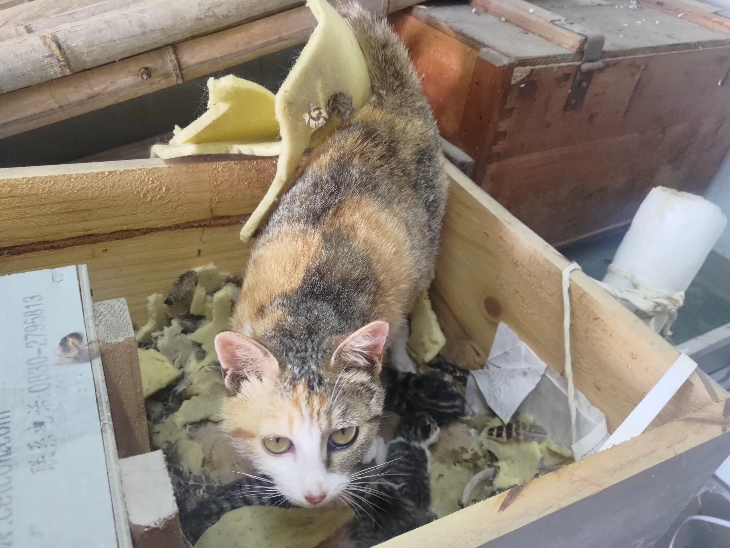 单位的三花猫