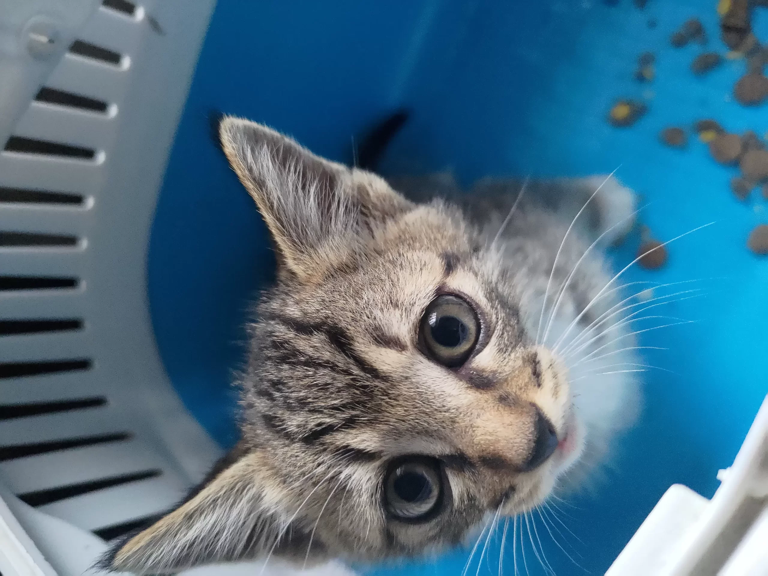我来逮猫啦