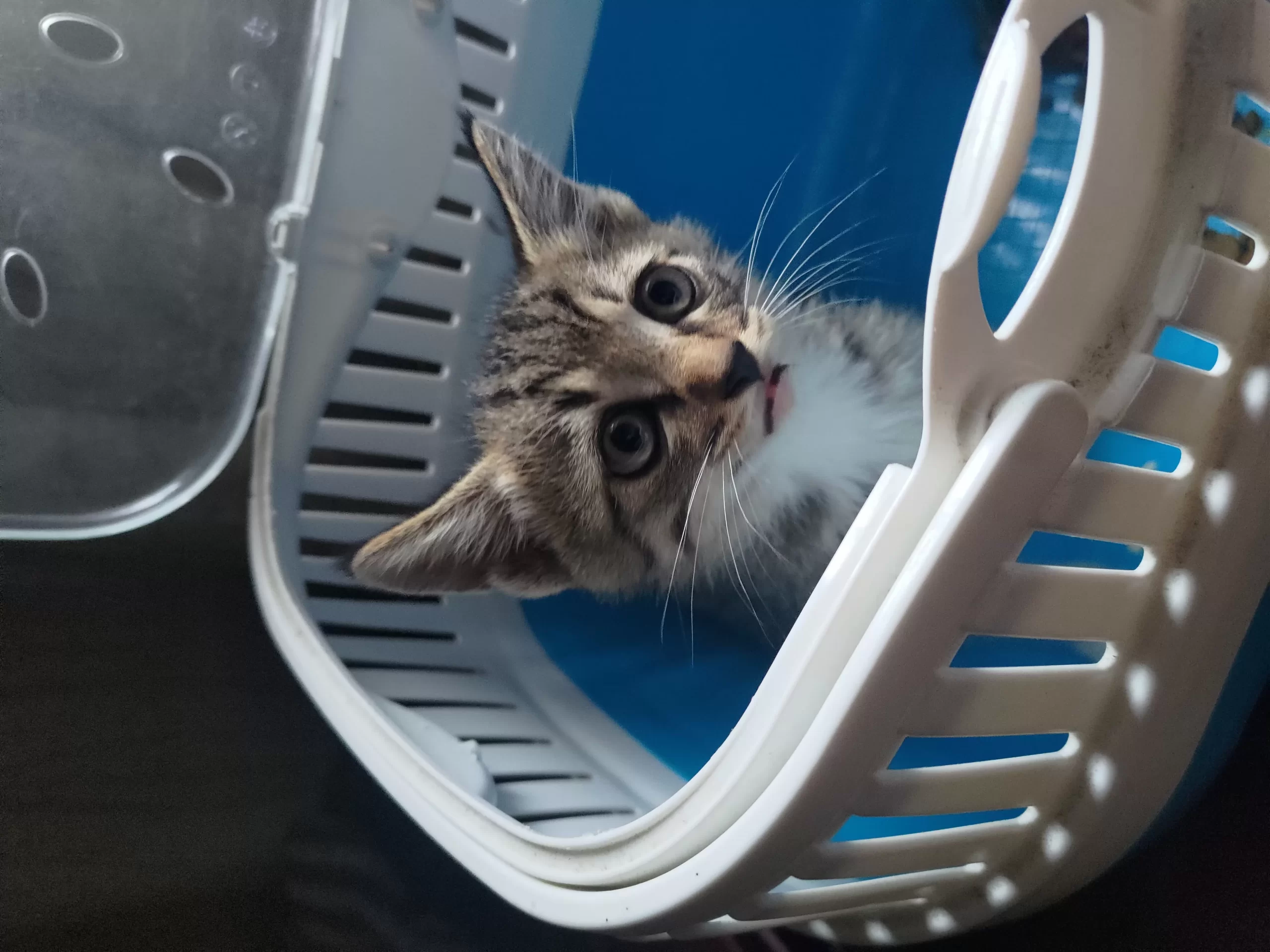 我来逮猫啦