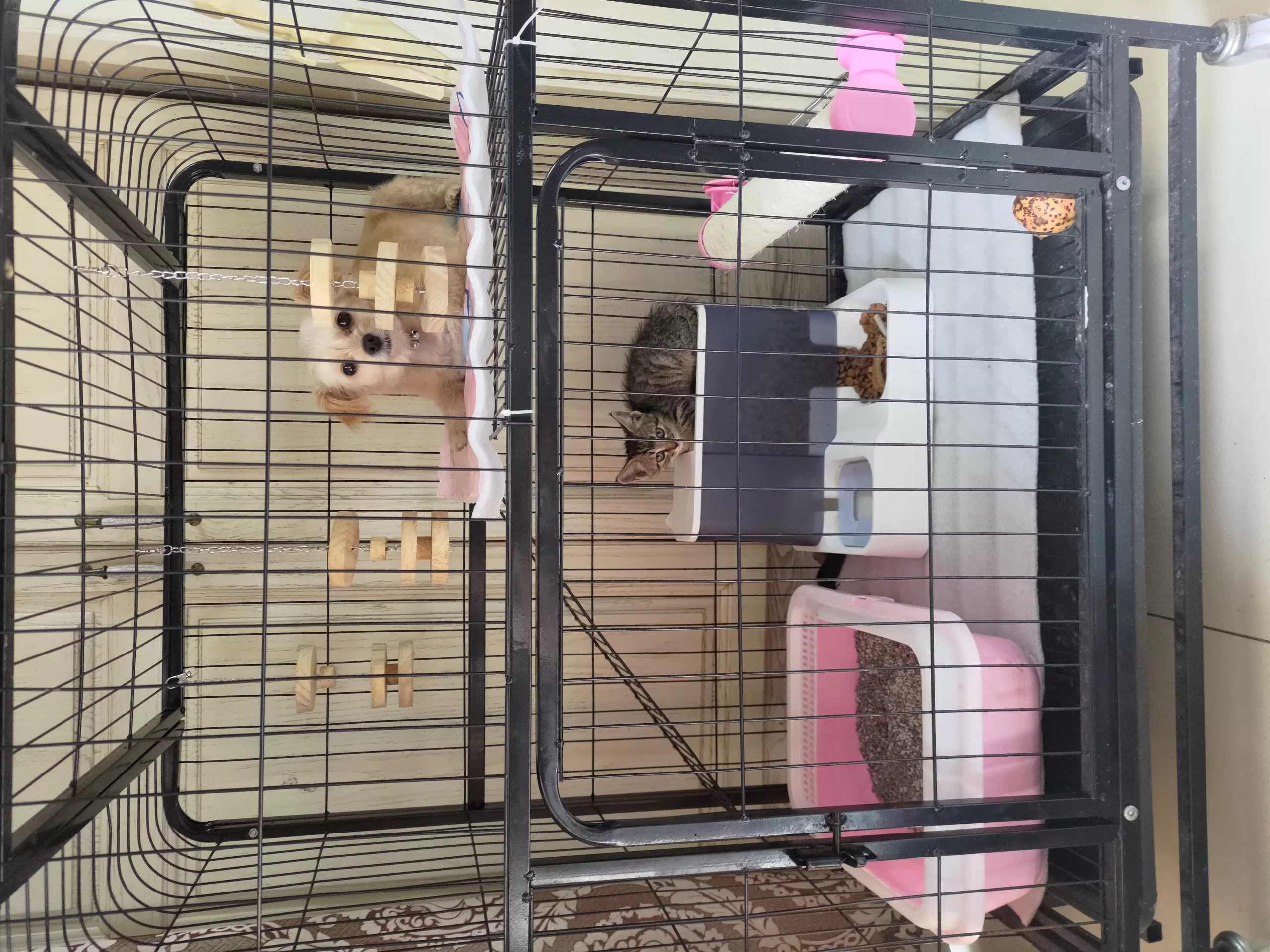 我来逮猫啦