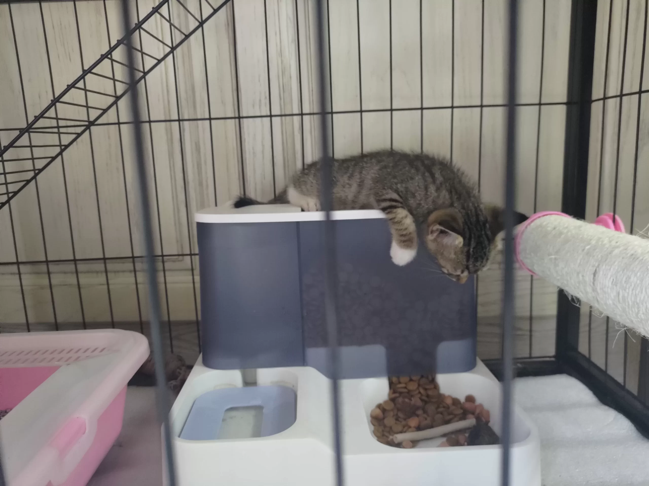 猫狗双全