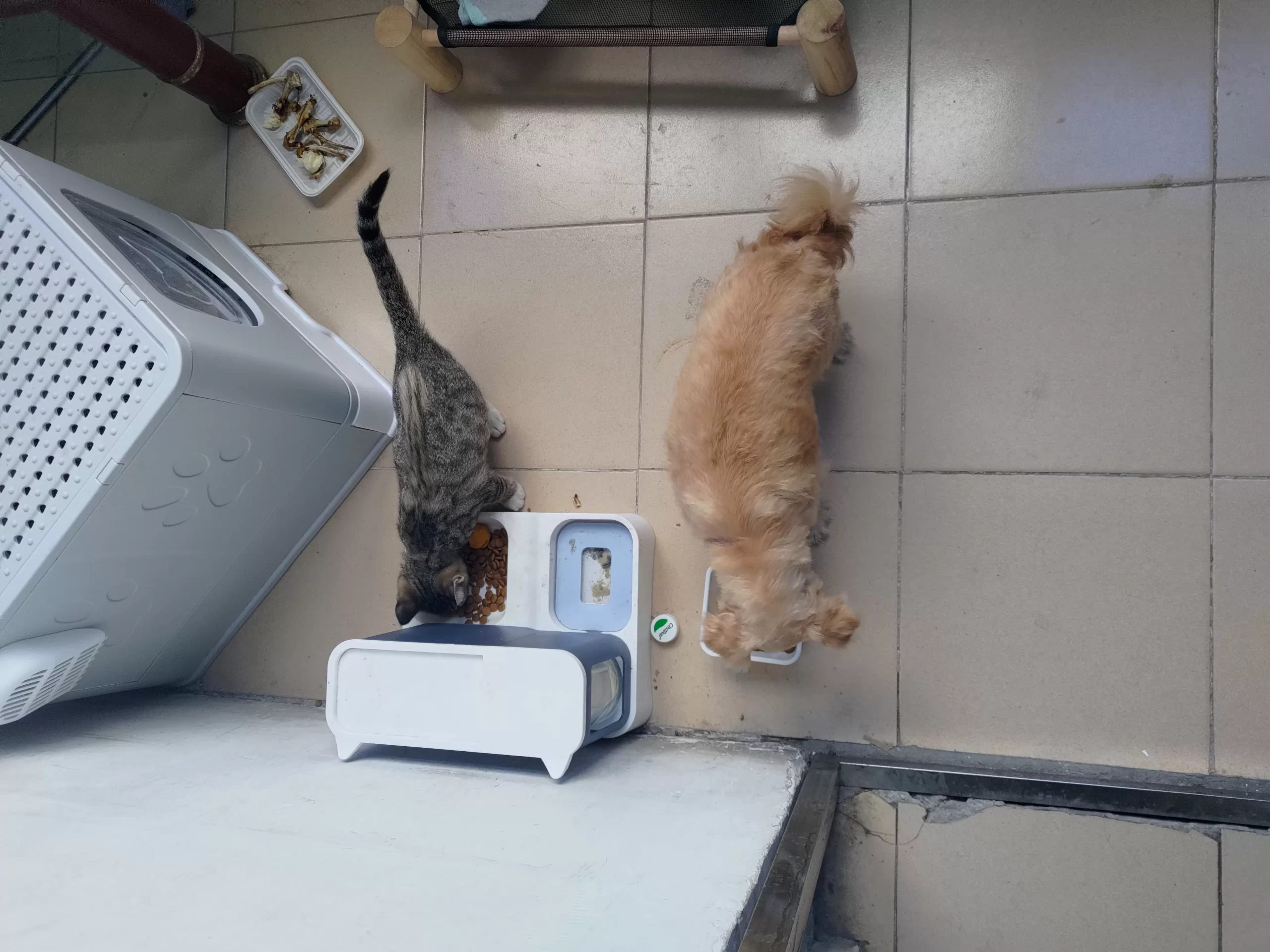 猫狗双全