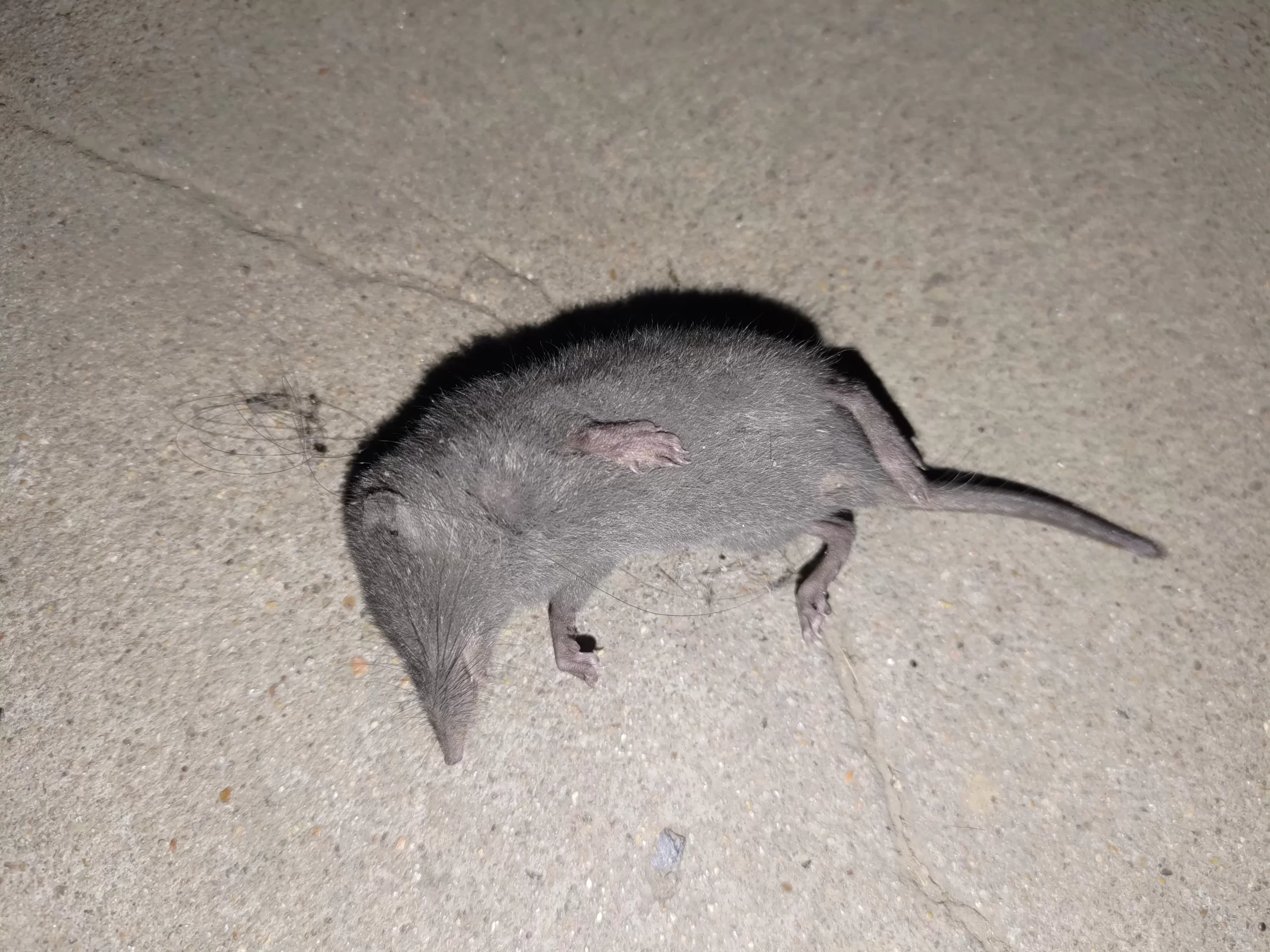 猫也懂感恩
