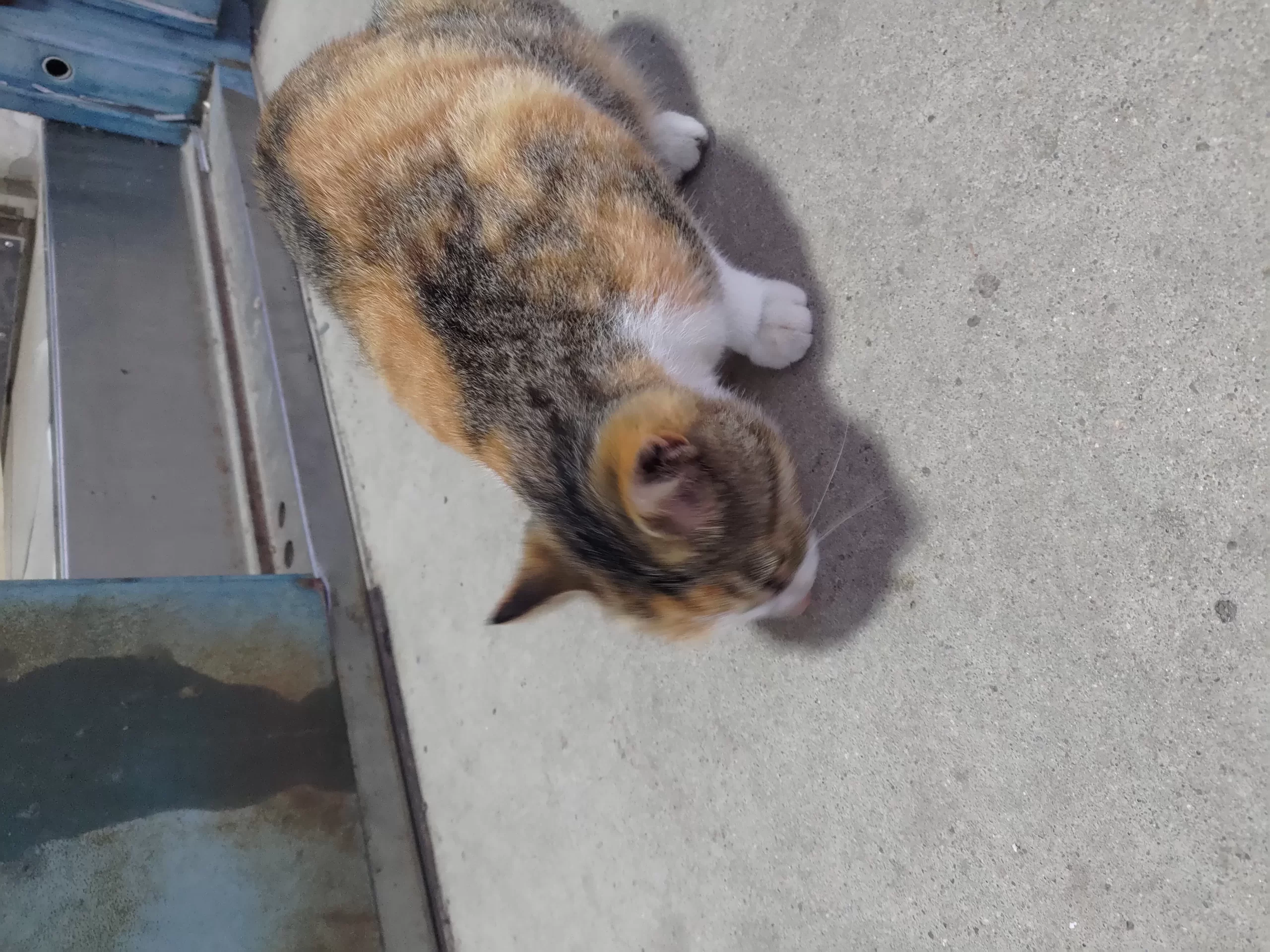猫也懂感恩