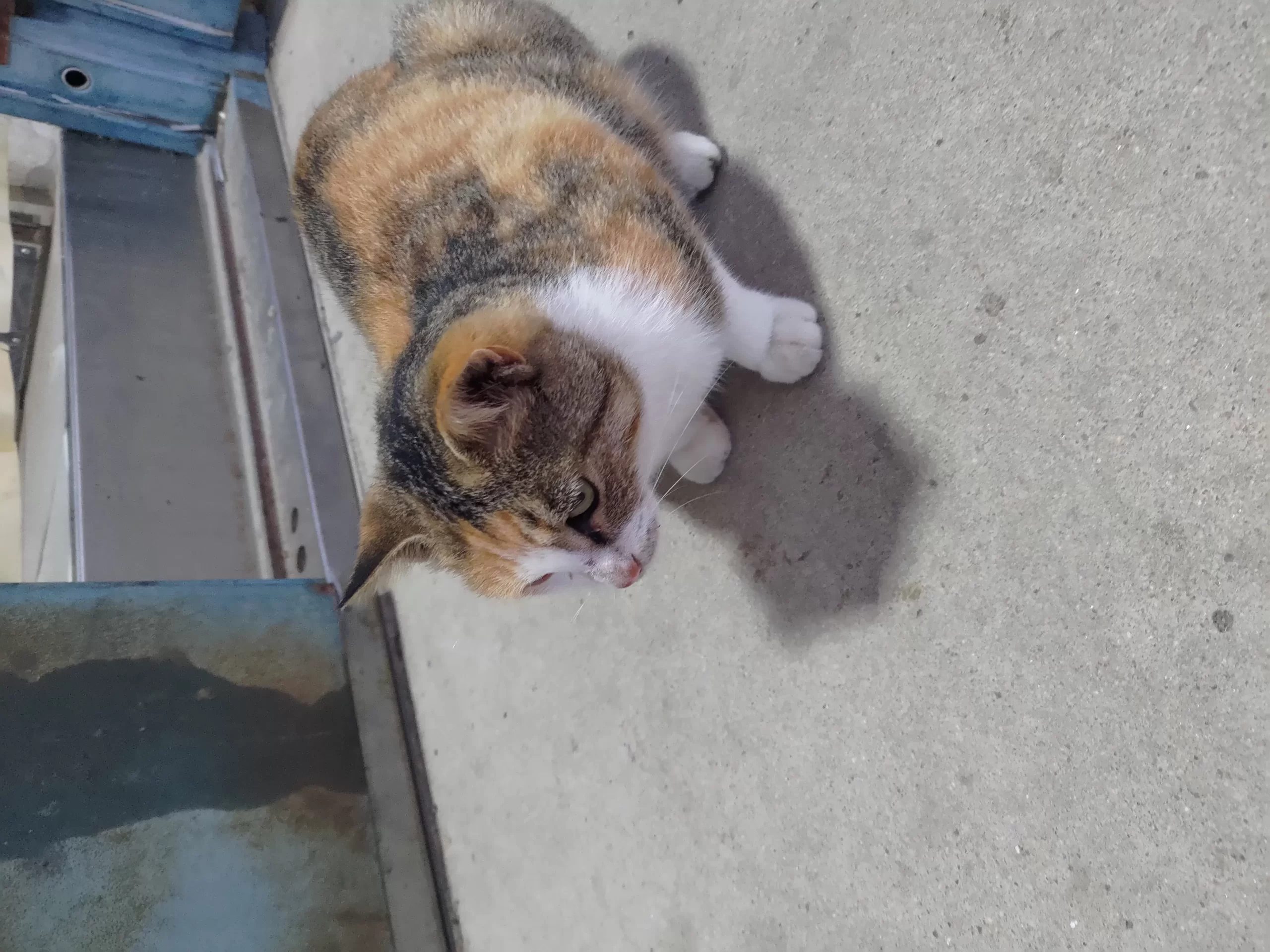 单位的三花猫